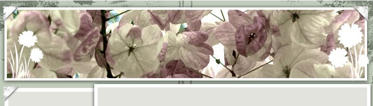Header Graphic